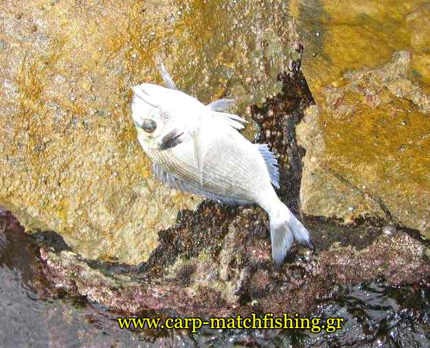 tsipoura-casting-2-carpmatchfishing