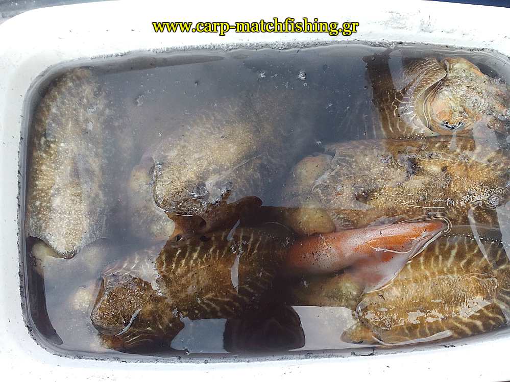 soupies-dolomata-bait-boat-fishing-carpmatchfishing