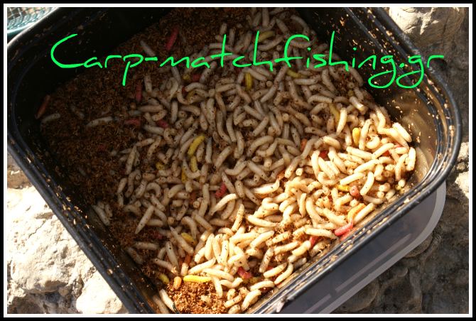 maggots-bigattini