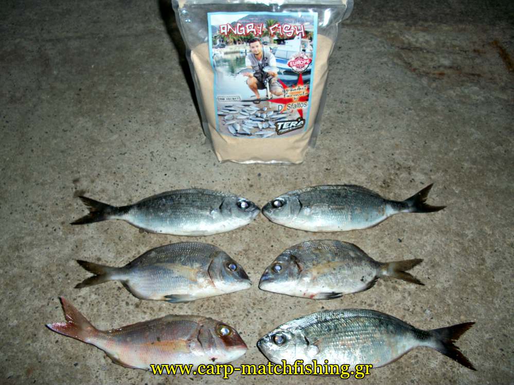 angry-fish-psaria-carpmatchfishing