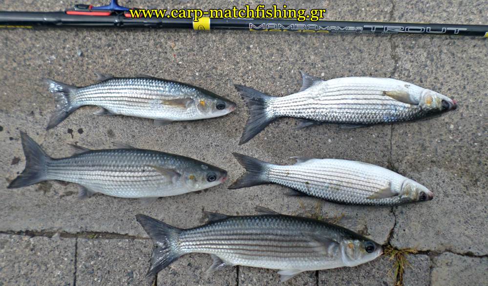 match-fishing-kefaloi-carpmatchfishing