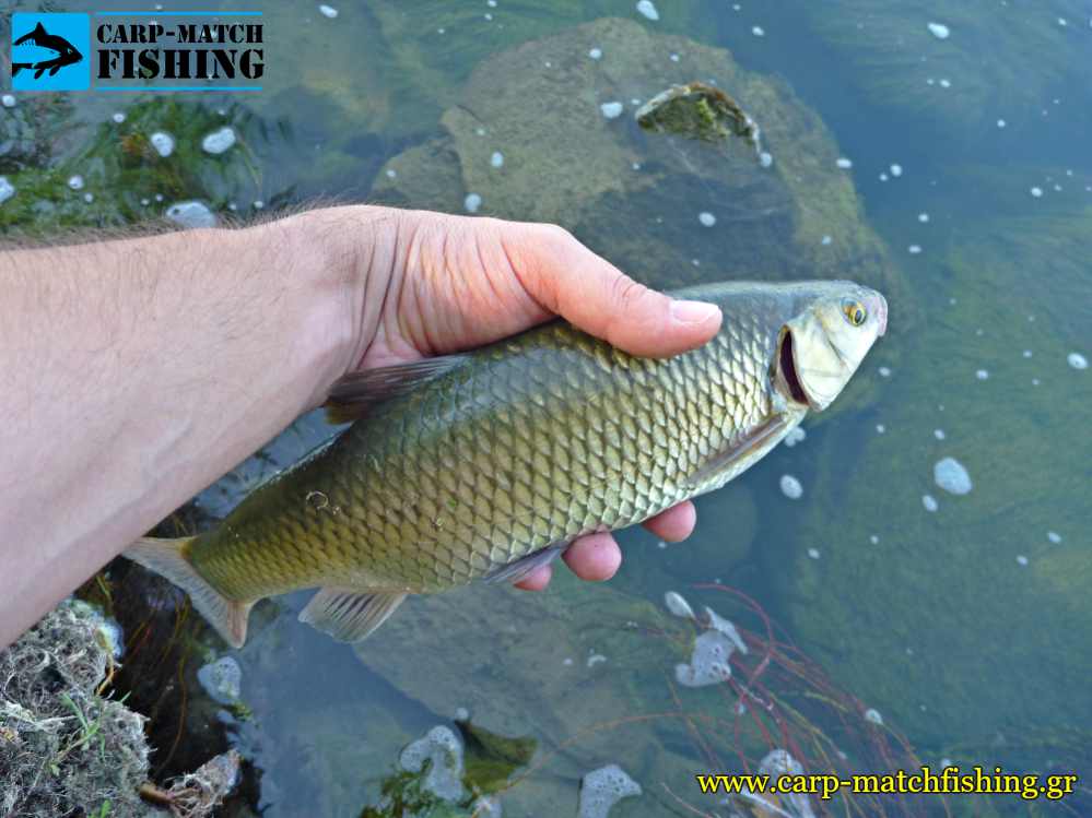 catch and release kefalos chub carpmatchfishing
