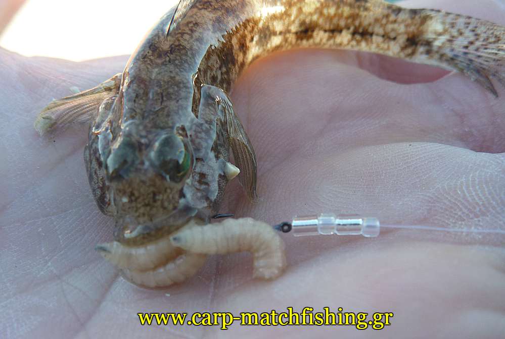 xantra-govios-kokovios-matchfishing-carpmatchfishing