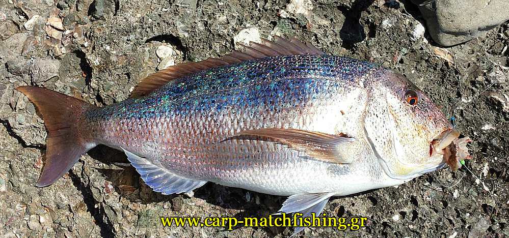 bait-boat-fishing-synagrida-2-carpmatchfishing