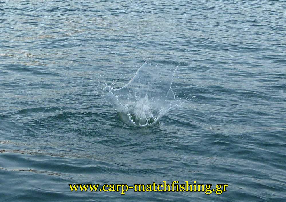malagra-splash-ajing-kokkalia-carpmatchfishing