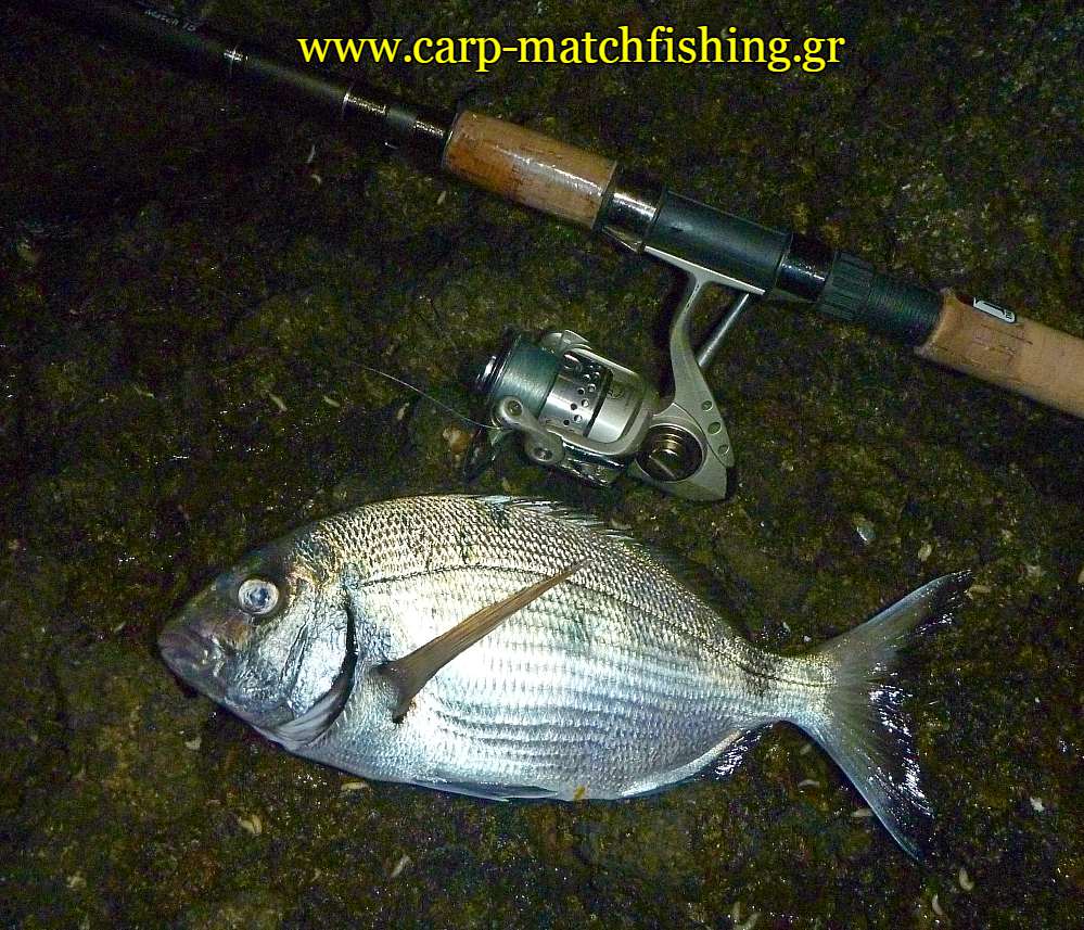 sargos-match-xantres-carpmatchfishing