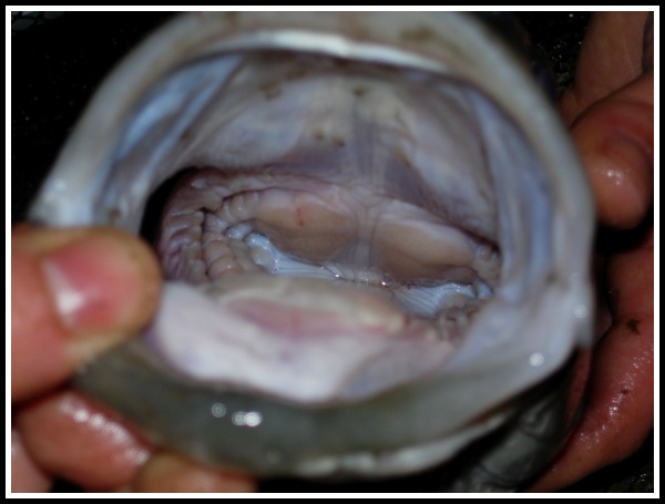 mouth-labraki