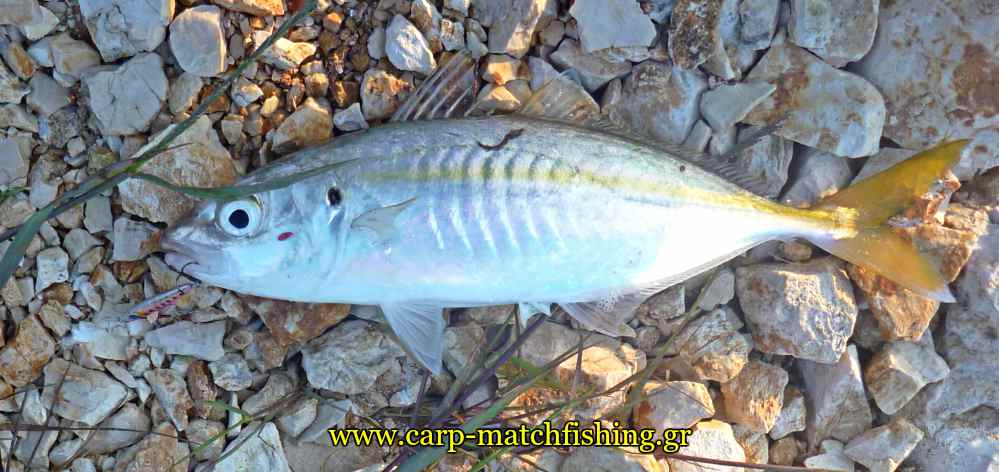 horse-mackerel-ajing-metal-jig-carpmatchfishing