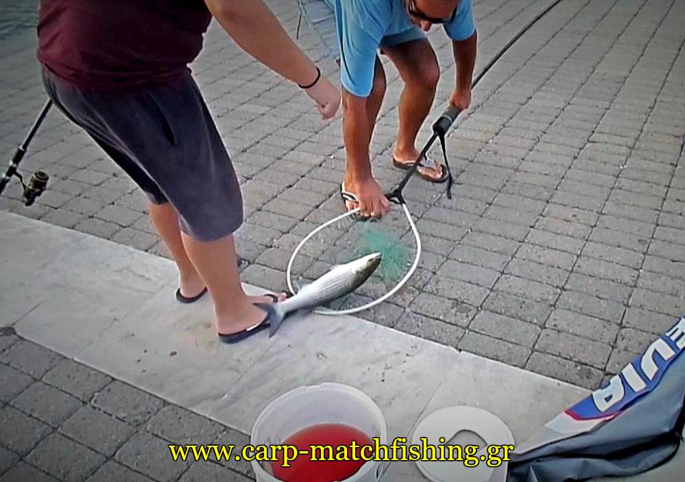 kefalos-stin-apoxi-match-fishing-psomi-carpmatchfishing