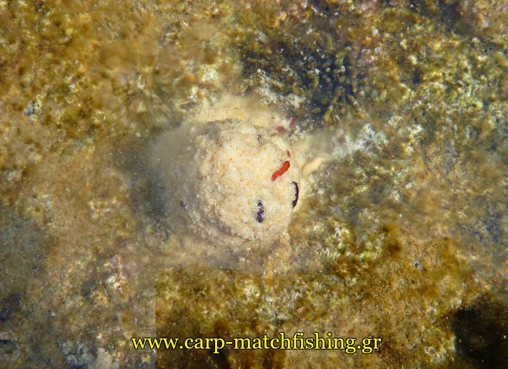 angry-fish-groundbait-malagra-lavrakia-matchfishing-carpmatchfishing