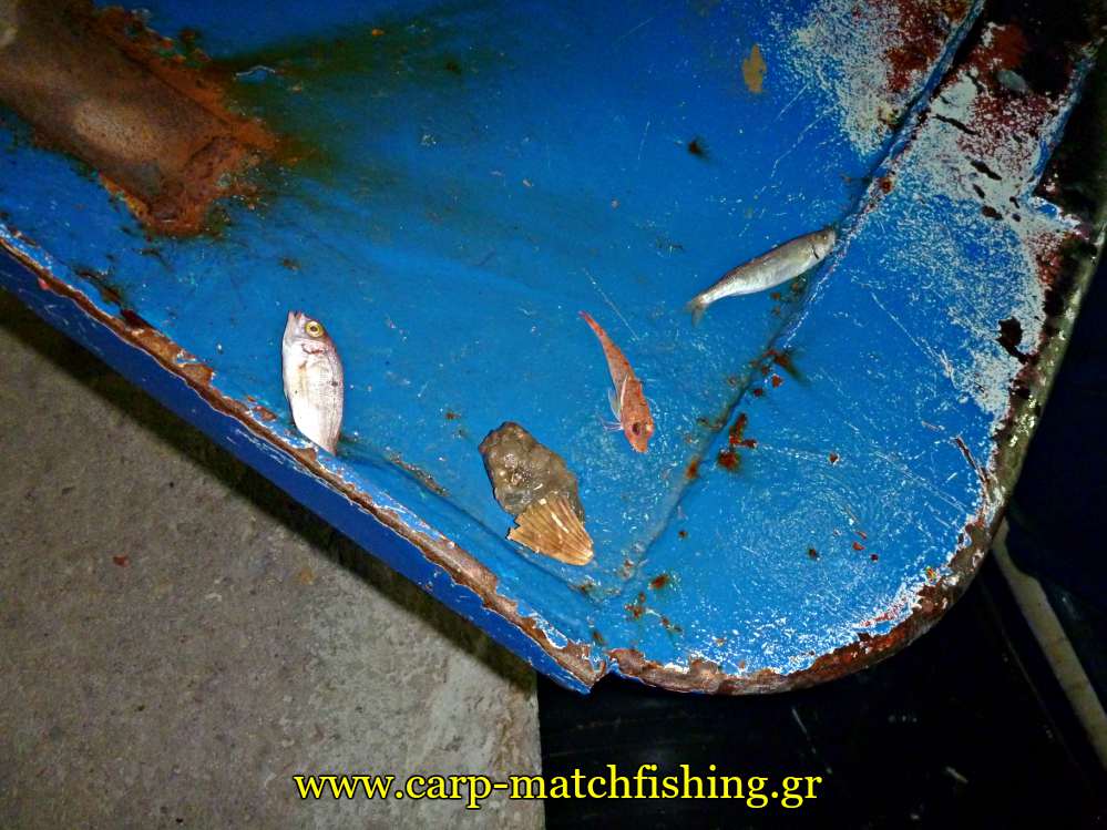 psaria se portes tratas petamena katastrofi carpmatchfishing