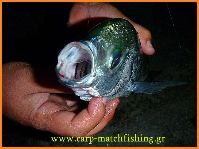 www.carp-matchfishing.gr. To ψάρεμα του μεγάλου μελανουριού με ζωντανό δόλωμα