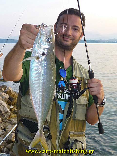 big-kokkali-sfaltos-ajing-malagra-carpmatchfishing