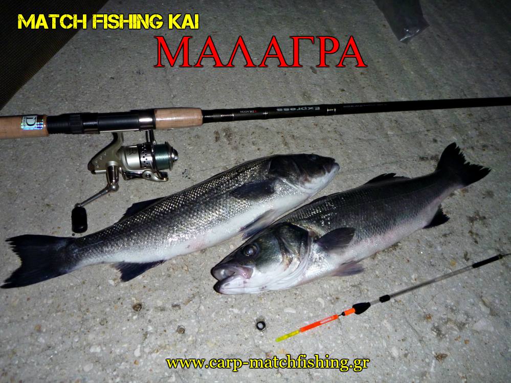 matchfishing-malagra-lavrakia-2-angry-fish-carpmatchfishing