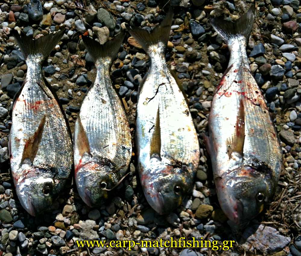 lrf-tsipoures-light-rock-fishing-carpmatchfishing