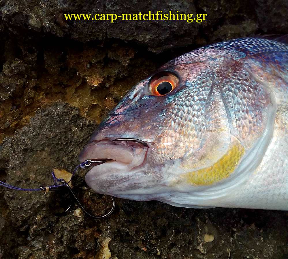 bait-boat-piasmeni-synagrida-carpmatchfishing