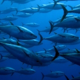 Το Άβαταρ του/της Dimitris Gkouskos