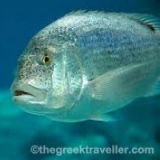 Το Άβαταρ του/της antonis