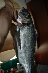 Το Άβαταρ του/της Γιώργος