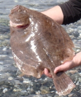 Το Άβαταρ του/της ΓΙΩΡΓΟΣ ΕΥΘΥΜΙΟΥ