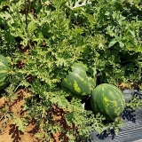 Το Άβαταρ του/της  Spiros 