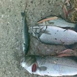 Το Άβαταρ του/της Γιαννης  Νουσιας