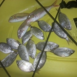 Το Άβαταρ του/της Dimitris