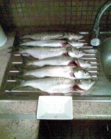 Το Άβαταρ του/της Νίκος Ράμμος