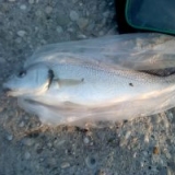 Το Άβαταρ του/της panaros