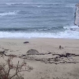 ΑΣΛΑΝΟΓΛΟΥ ΗΛΙΑΣ