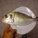 Το Άβαταρ του/της Gabriel