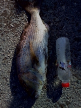 Το Άβαταρ του/της celestial_penso