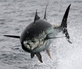 παναγιωτης