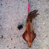 Το Άβαταρ του/της παντελης κατσικας