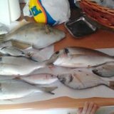 Το Άβαταρ του/της τασος