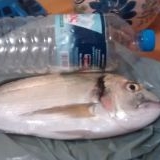 Το Άβαταρ του/της ΜΠΑΜΙΕΣ ΜΑΝΟΛΗΣ