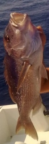 Το Άβαταρ του/της ΠΑΝΟΣ