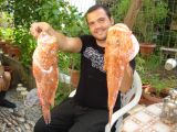 saradis