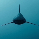 Το Άβαταρ του/της Παύλος Καμπίτσης 