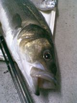 Το Άβαταρ του/της labrax