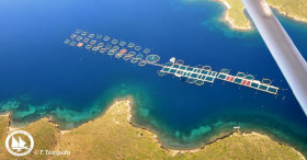 Vatos_posidonia_small3-280x146.jpg