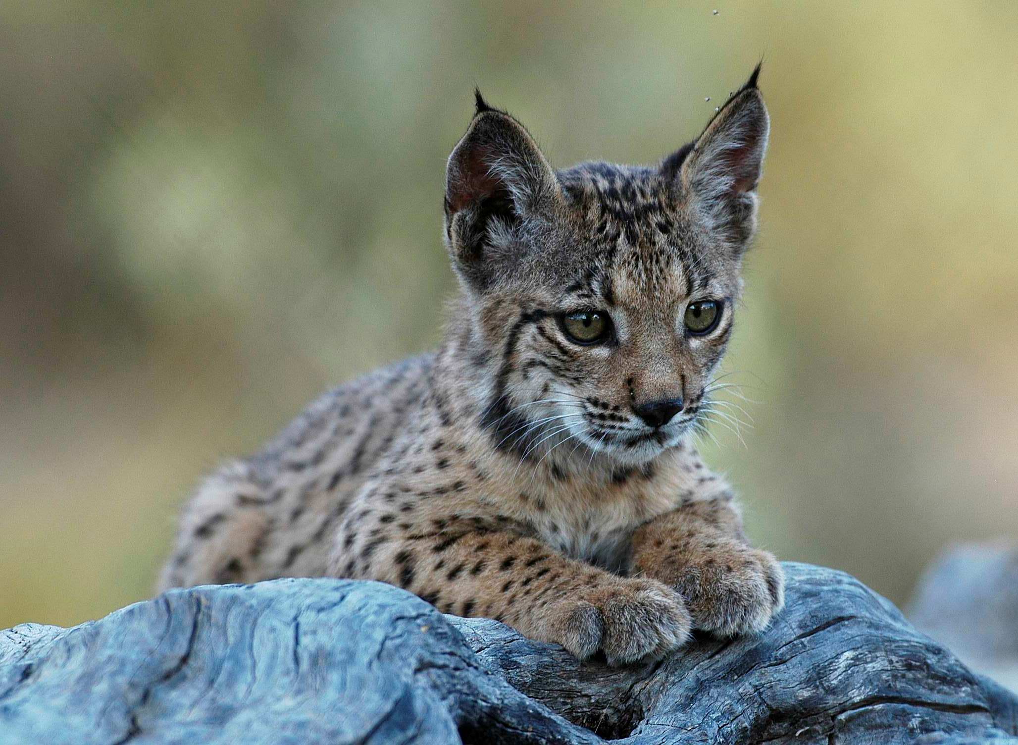 img8858__iberian_lynx_exsitu_conservation_programme.jpg