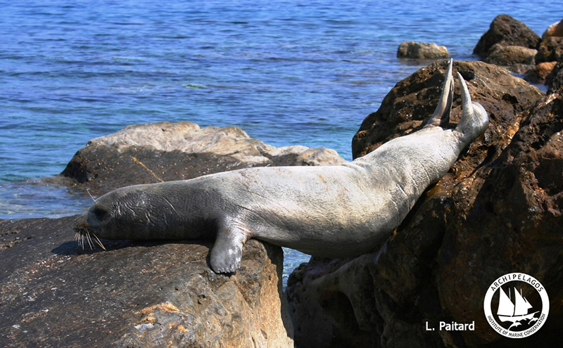 seal-rock.jpg