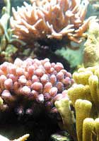 corals