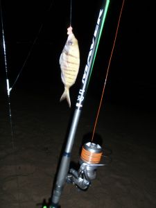 alroad_5_008_copy