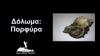 Δόλωμα: Πορφύρα