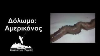 Δόλωμα: Αμερικάνος